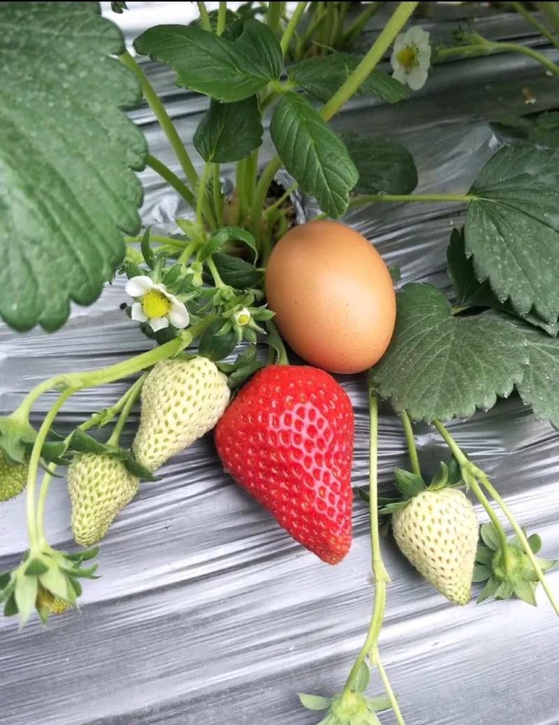 红颜草莓苗基地现挖现发矮壮脱毒草莓苗保成活