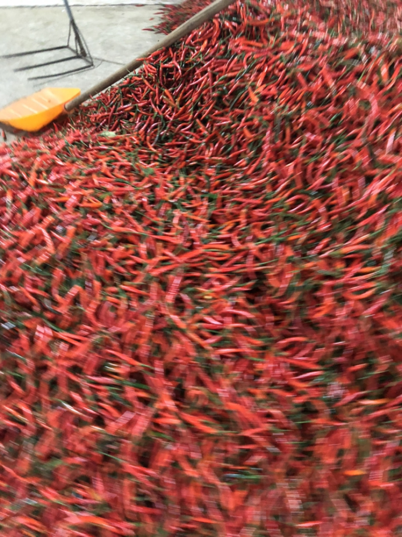 供应云南小米辣/西南小米辣/昆明小米辣/朝天椒