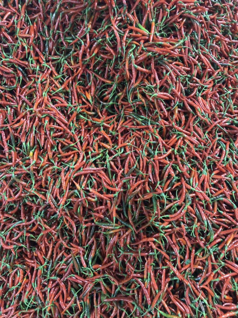 供应云南小米辣/西南小米辣/昆明小米辣/朝天椒