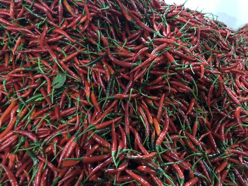 供应云南小米辣/西南小米辣/昆明小米辣/朝天椒