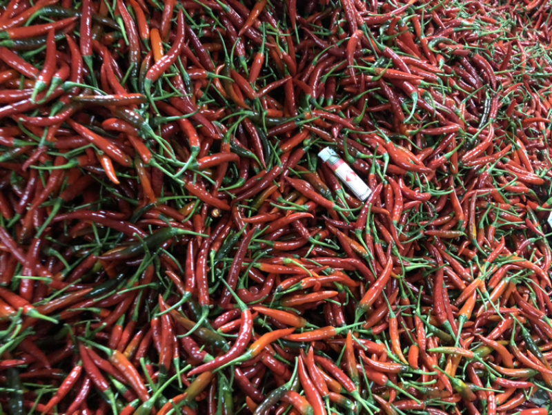 供应云南小米辣/西南小米辣/昆明小米辣/朝天椒