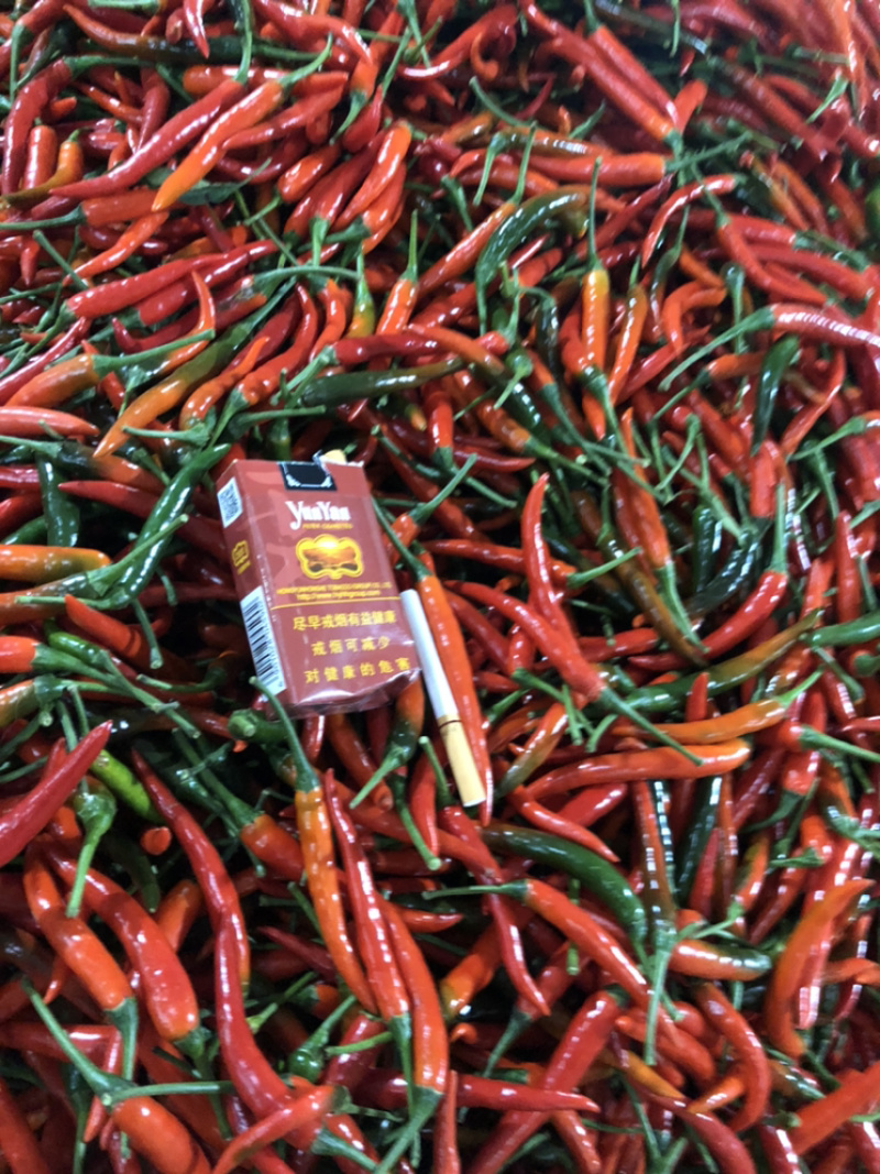 供应云南小米辣/西南小米辣/昆明小米辣/朝天椒