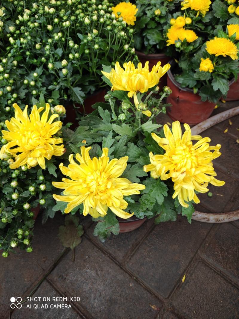 菊花多年生四季开花乒乓菊秋菊室内外菊花盆栽花卉