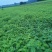 紫惠槐绿化苗木基地直发现有苗圃万亩苗木欢迎新老客户合作。