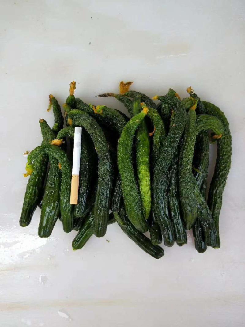 半成品小黄瓜，二瓜，鲜小黄瓜鲜二瓜，大量供应