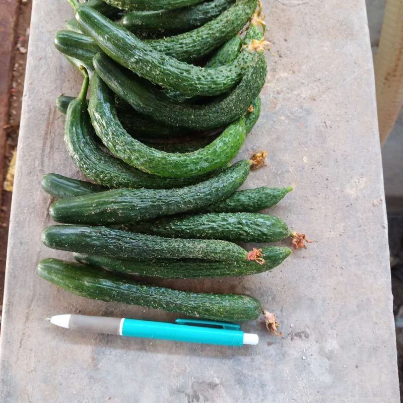 半成品小黄瓜，二瓜，鲜小黄瓜鲜二瓜，大量供应