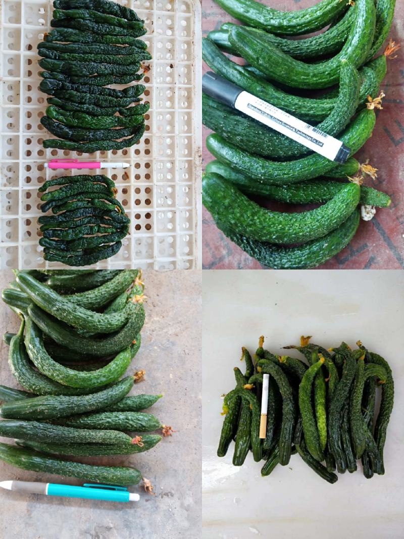 半成品小黄瓜，二瓜，鲜小黄瓜鲜二瓜，大量供应