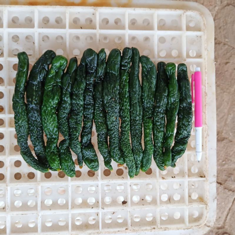 半成品小黄瓜，二瓜，鲜小黄瓜鲜二瓜，大量供应