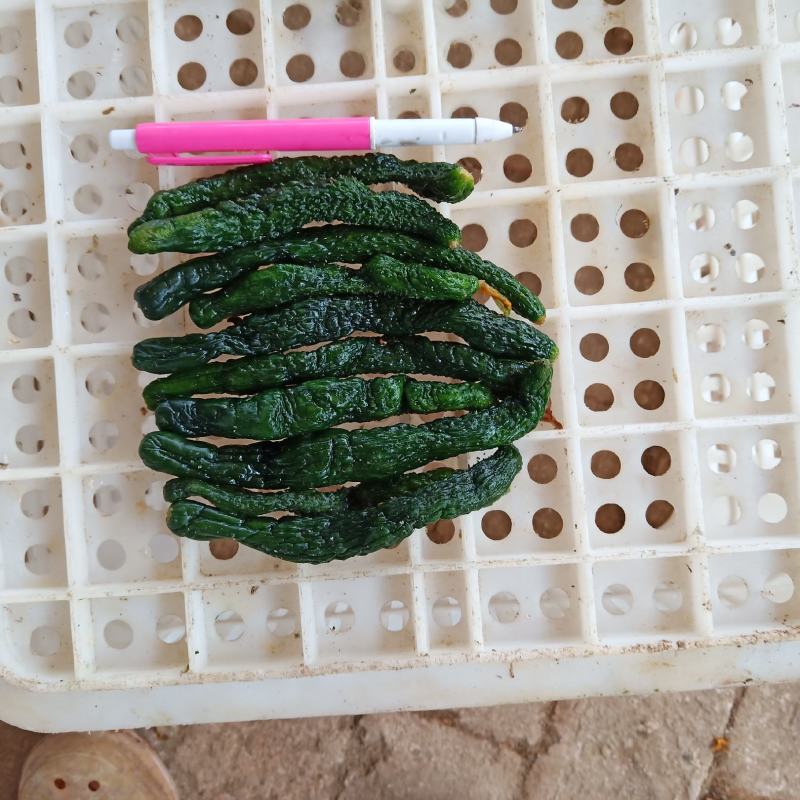 半成品小黄瓜，二瓜，鲜小黄瓜鲜二瓜，大量供应