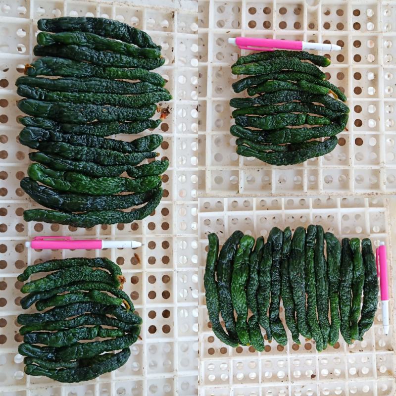 半成品小黄瓜，二瓜，鲜小黄瓜鲜二瓜，大量供应