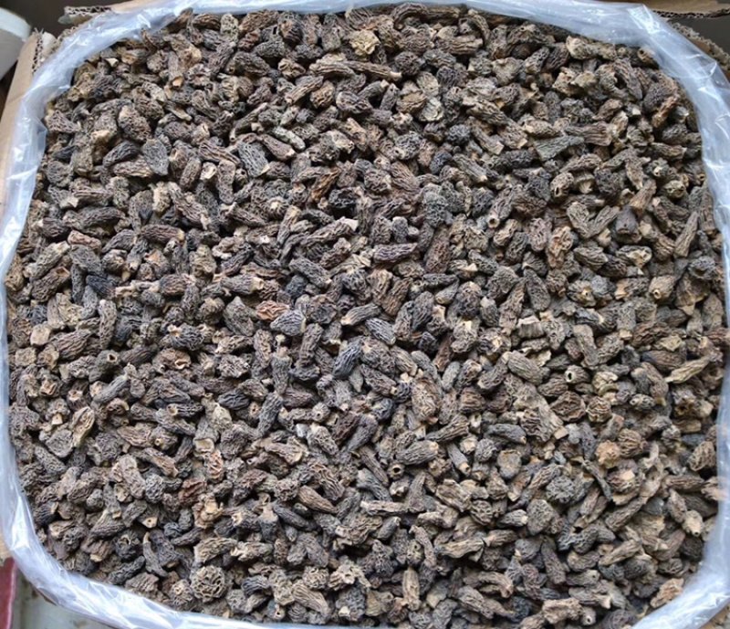 野生羊肚菌食用菌3-4cm批发代发送礼礼盒