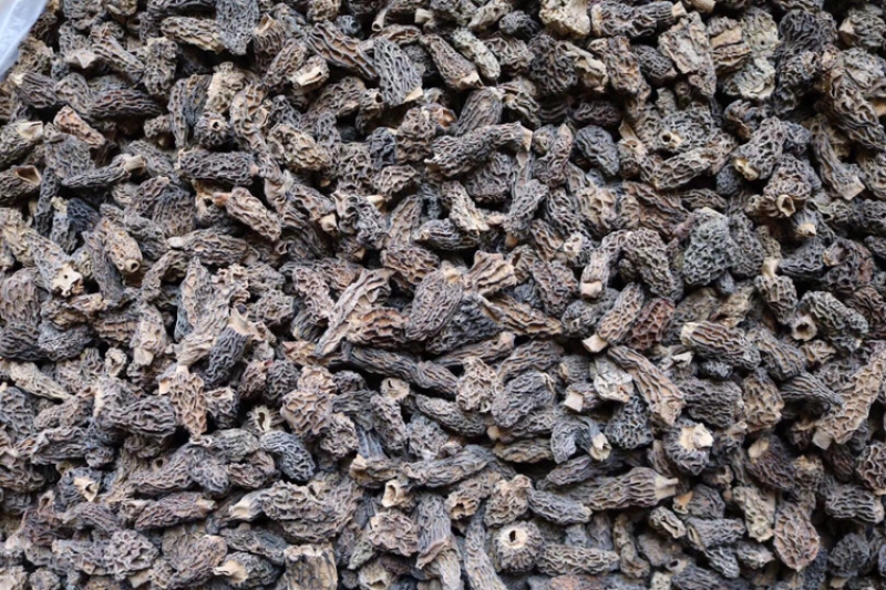 野生羊肚菌食用菌3-4cm批发代发送礼礼盒
