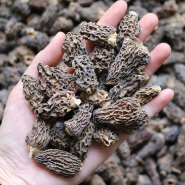 野生羊肚菌食用菌3-4cm批发代发送礼礼盒