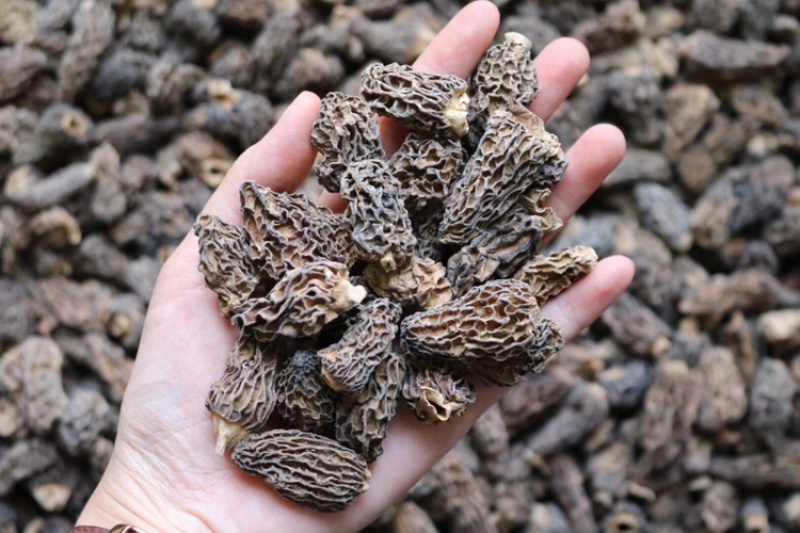 野生羊肚菌食用菌3-4cm批发代发送礼礼盒