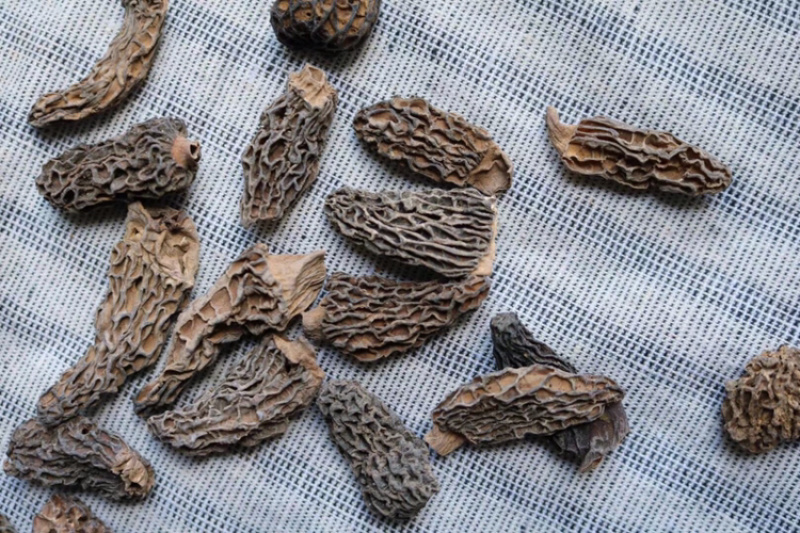 野生羊肚菌食用菌3-4cm批发代发送礼礼盒