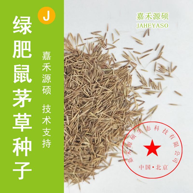 进口鼠茅草种子鼠毛草种子嘉禾源硕