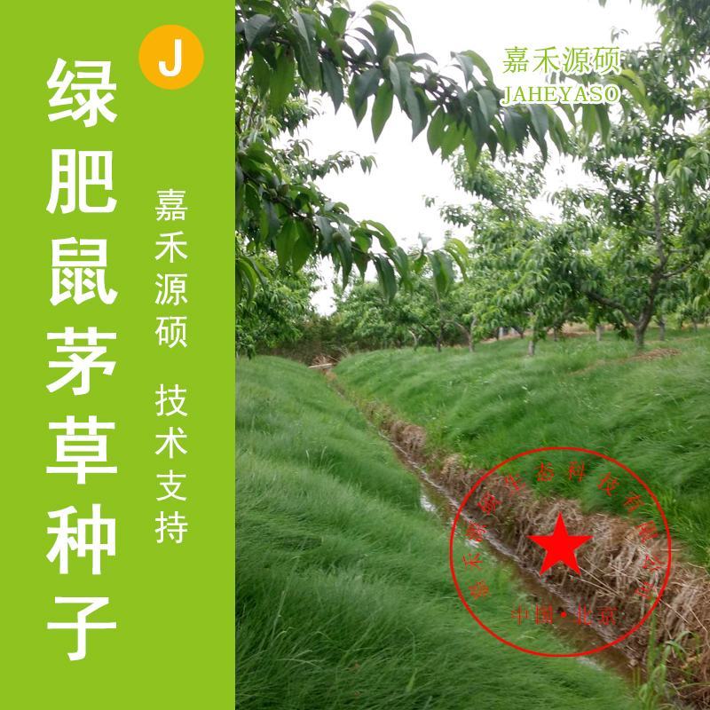 进口鼠茅草种子鼠毛草种子嘉禾源硕