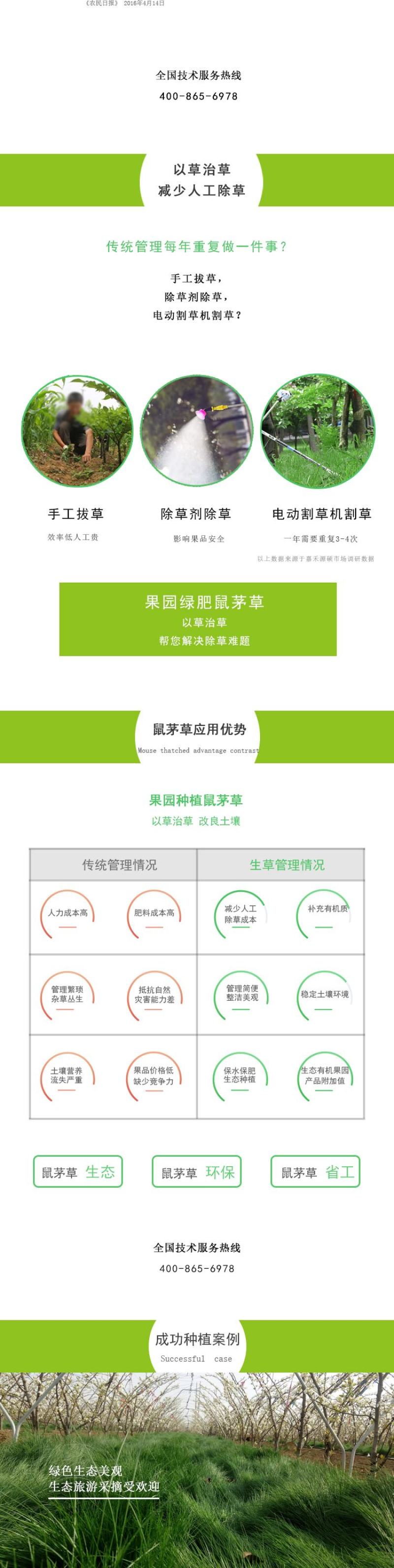 进口鼠茅草种子鼠毛草种子嘉禾源硕