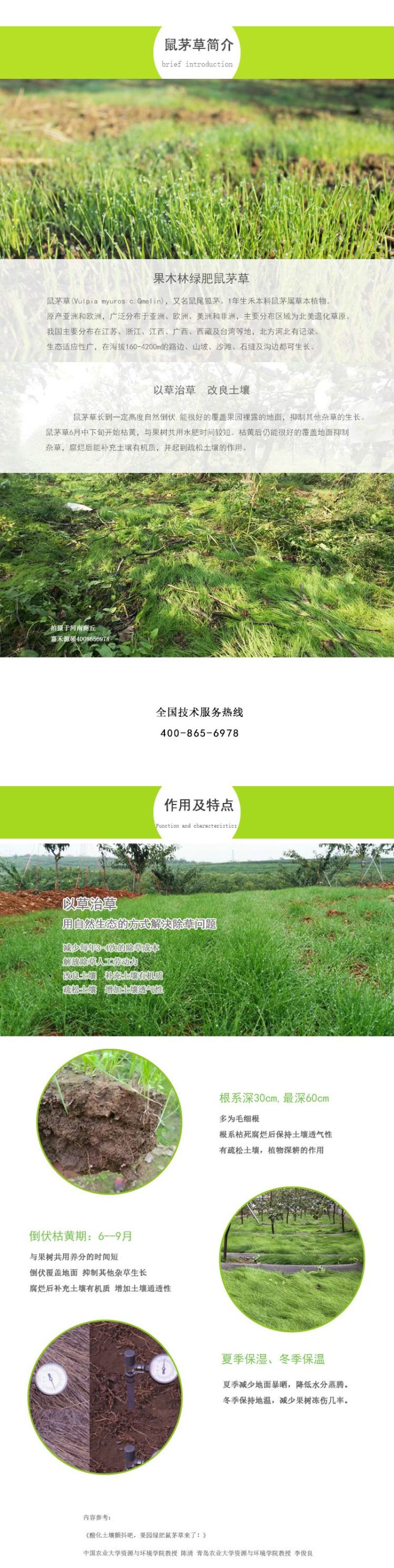 进口鼠茅草种子鼠毛草种子嘉禾源硕