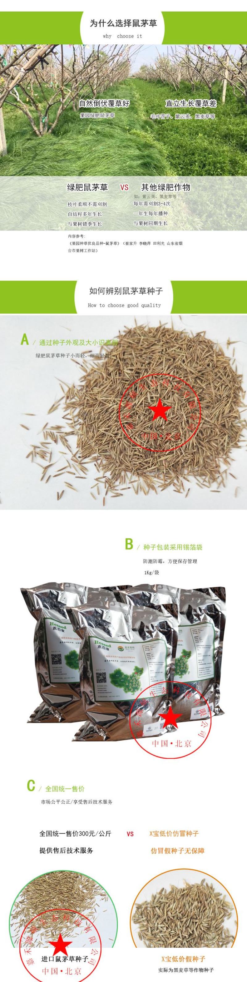 进口鼠茅草种子鼠毛草种子嘉禾源硕