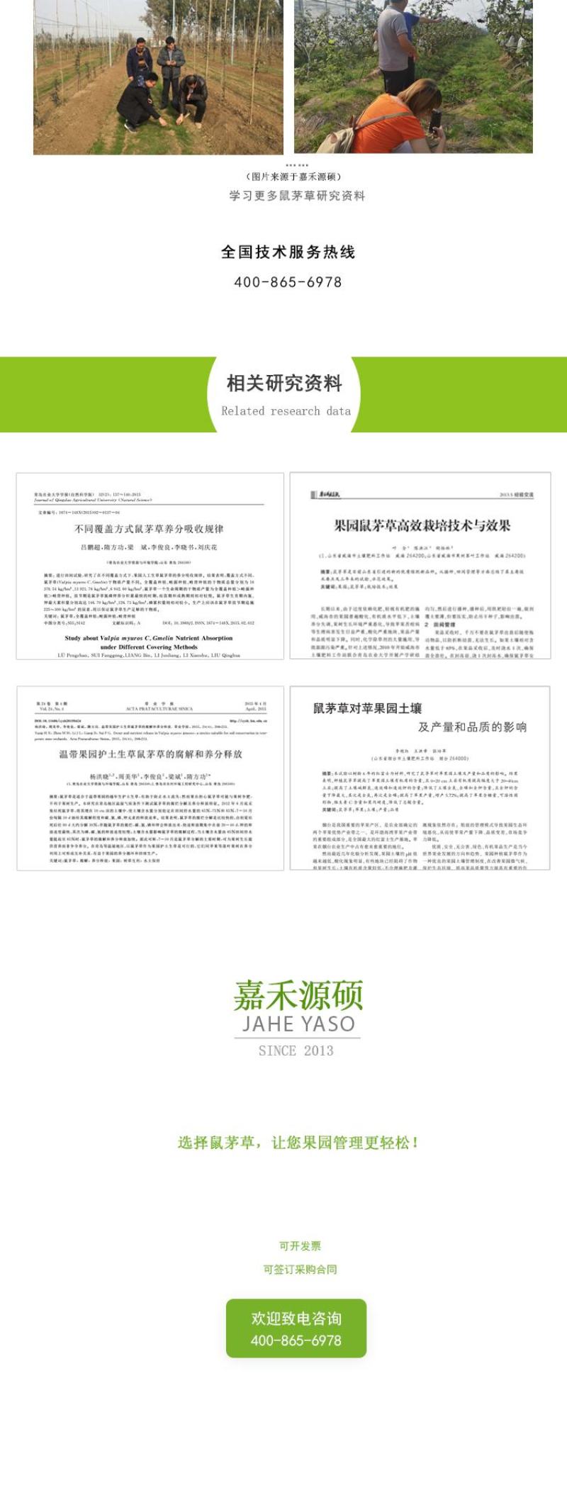 进口鼠茅草种子鼠毛草种子嘉禾源硕