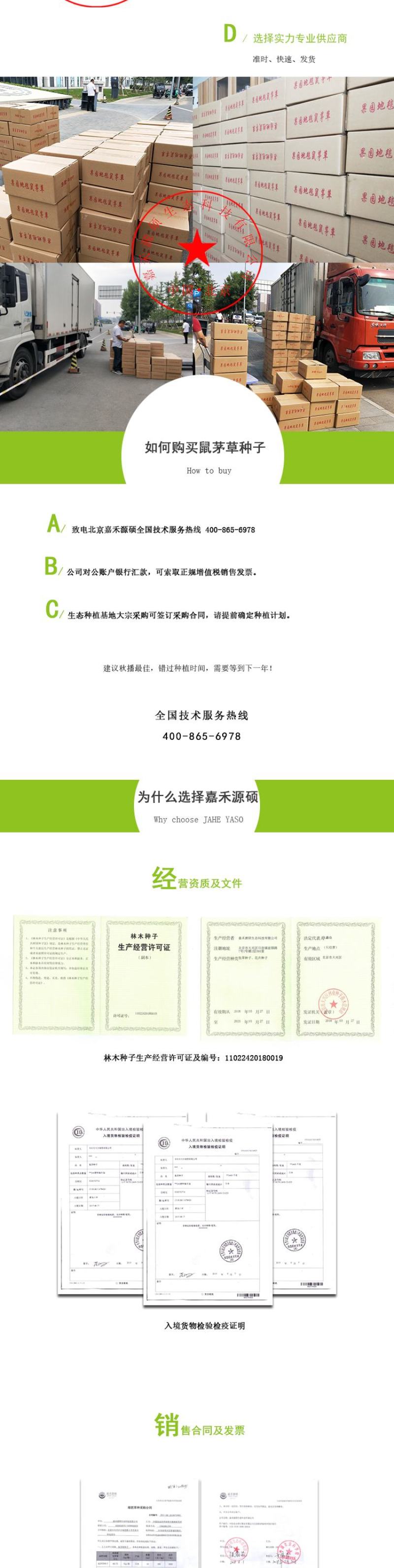 进口鼠茅草种子鼠毛草种子嘉禾源硕
