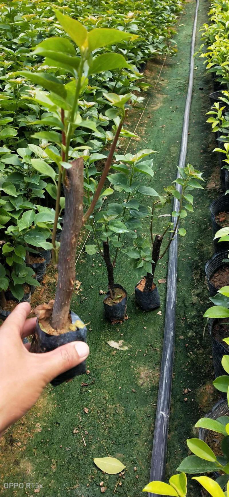 绿化三角梅袋苗