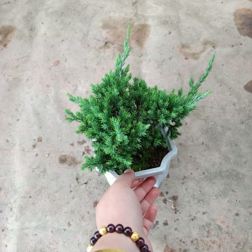 地摆盆景35装15装