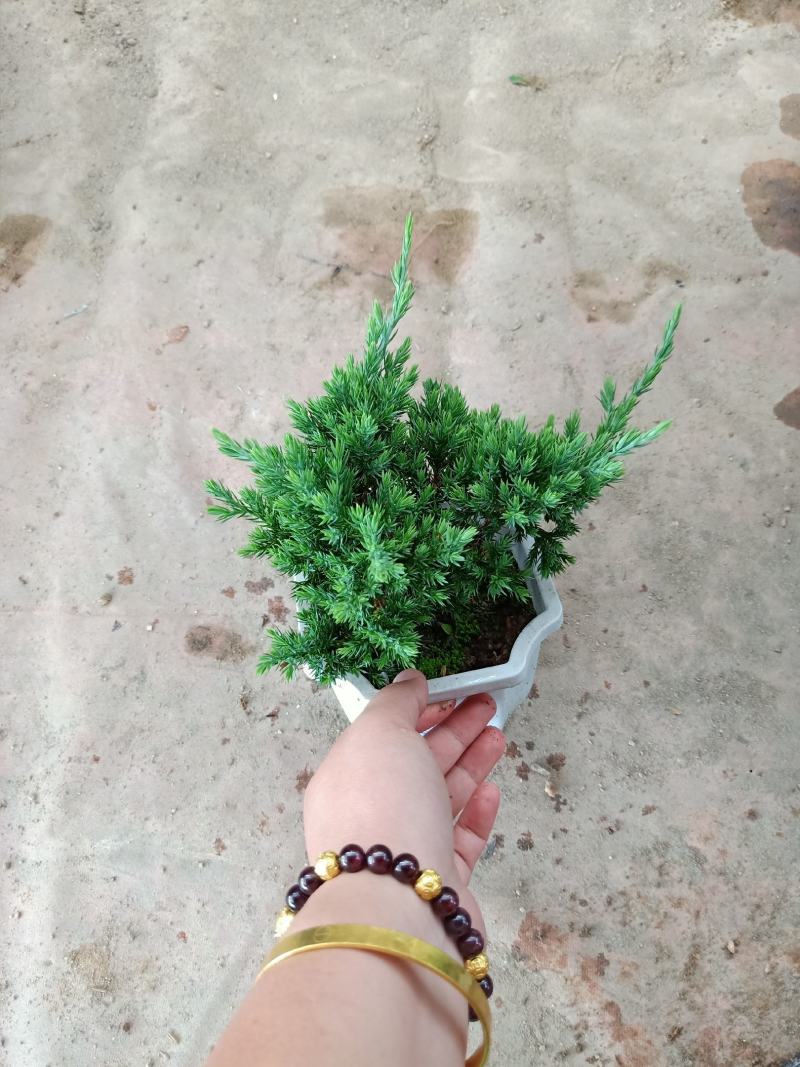 地摆盆景35装15装