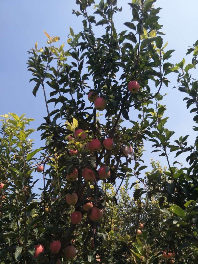 威县中秋王苹果大量上市欢迎广大客商前来釆购！