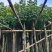 秋枫小苗20-200cm，大苗3-60公分，