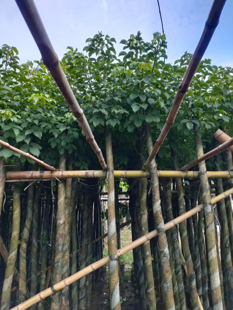 秋枫小苗20-200cm，大苗3-60公分，