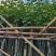 秋枫小苗20-200cm，大苗3-60公分，