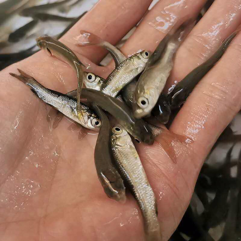 草鱼苗抗病毒草鱼苗皖鱼苗+自孵水花