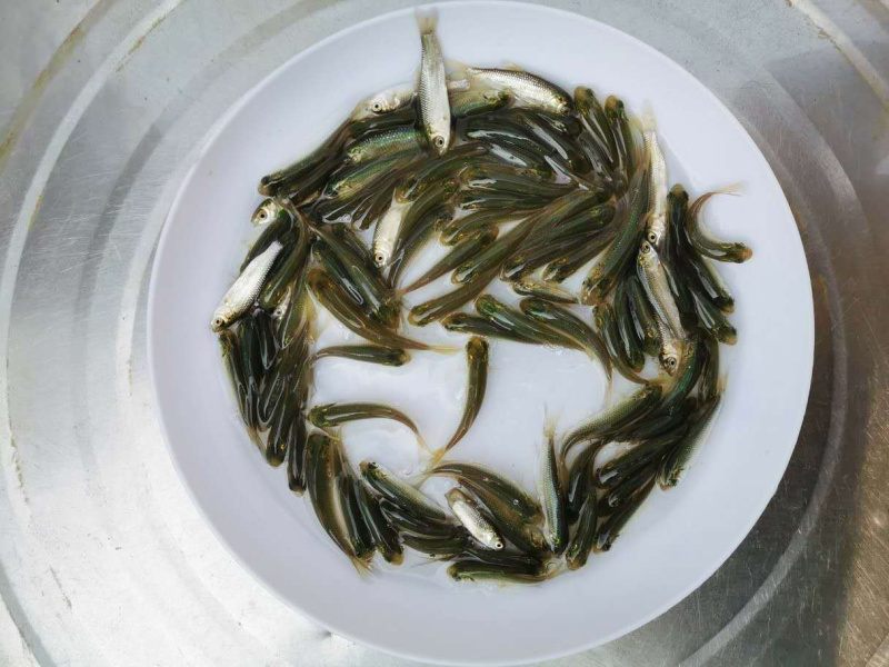 草鱼苗抗病毒草鱼苗皖鱼苗+自孵水花