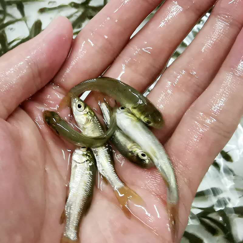 草鱼苗抗病毒草鱼苗皖鱼苗+自孵水花