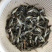 叉尾鮰鱼苗班点叉尾鮰鱼苗+自孵水花（基地直供）