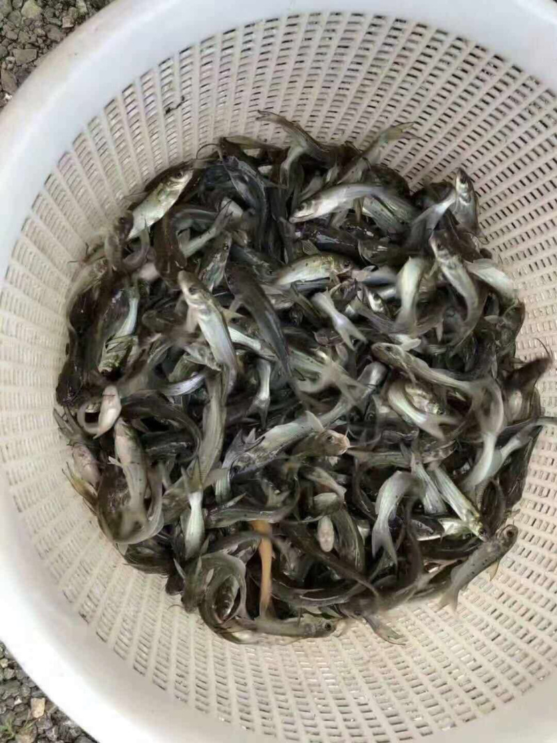 叉尾鮰鱼苗班点叉尾鮰鱼苗+自孵水花（基地直供）