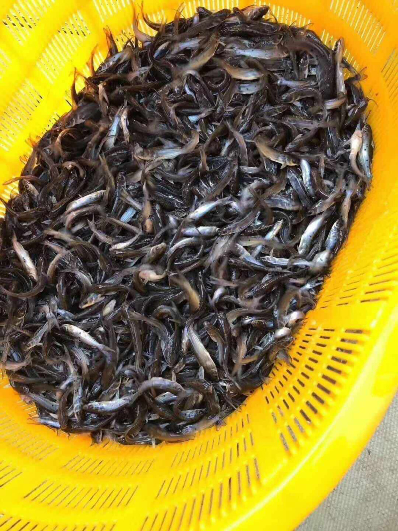 叉尾鮰鱼苗班点叉尾鮰鱼苗+自孵水花（基地直供）