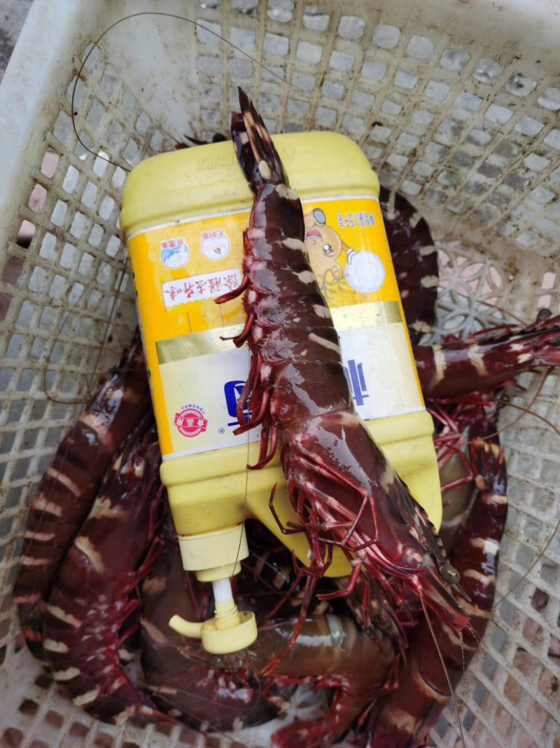 白鲳鱼全国各地随时供应冷链到家