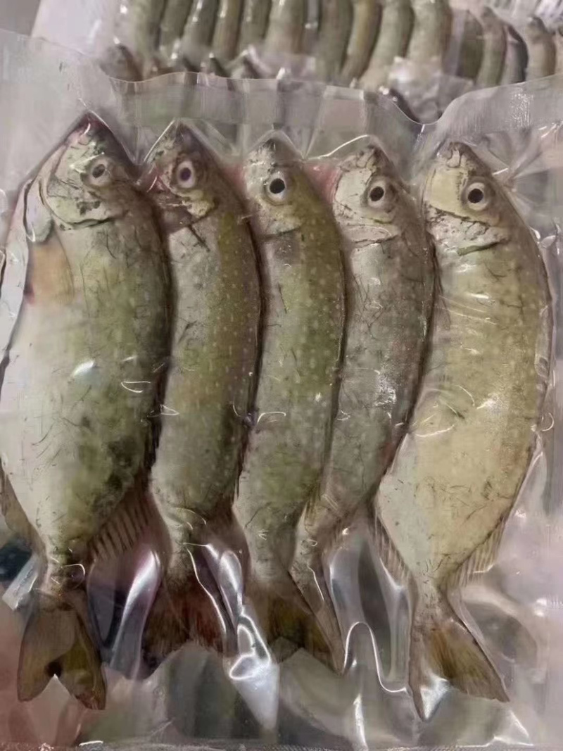 泥猛鱼新鲜肉质鲜美值得拥有
