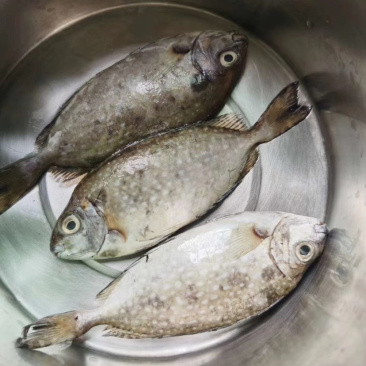 泥猛鱼新鲜肉质鲜美值得拥有