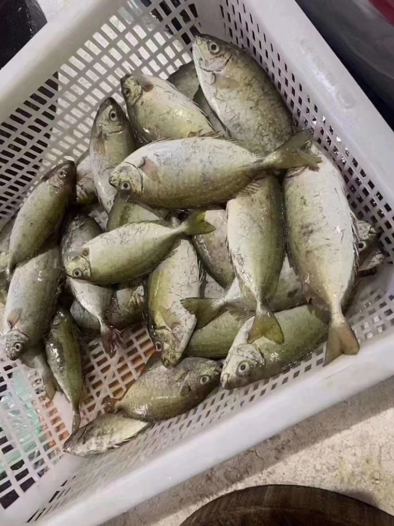 泥猛鱼新鲜肉质鲜美值得拥有