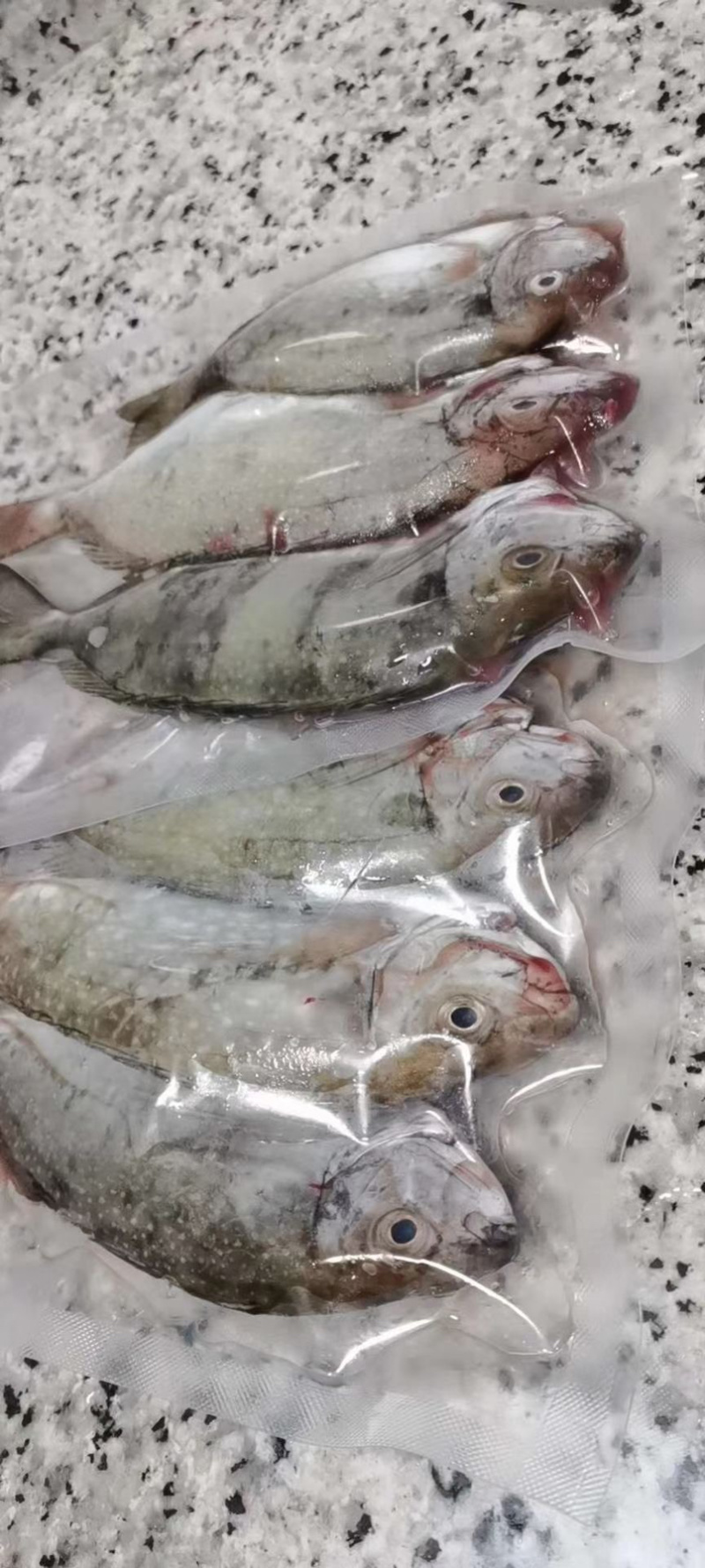 泥猛鱼新鲜肉质鲜美值得拥有