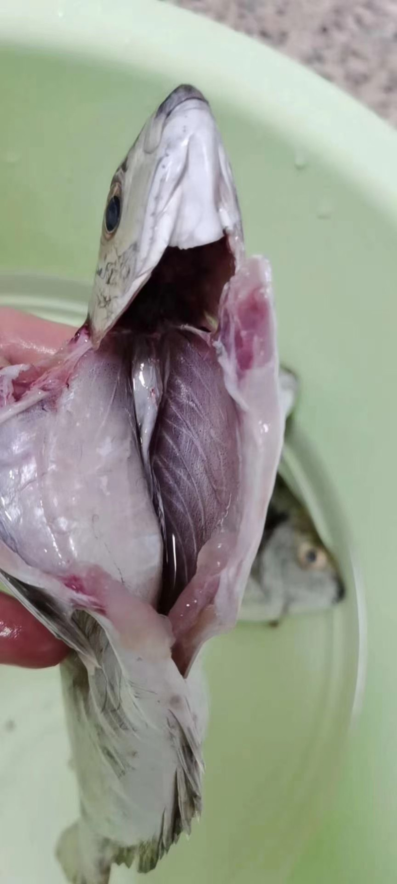 泥猛鱼新鲜肉质鲜美值得拥有