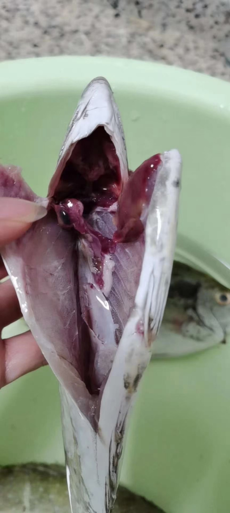 泥猛鱼新鲜肉质鲜美值得拥有