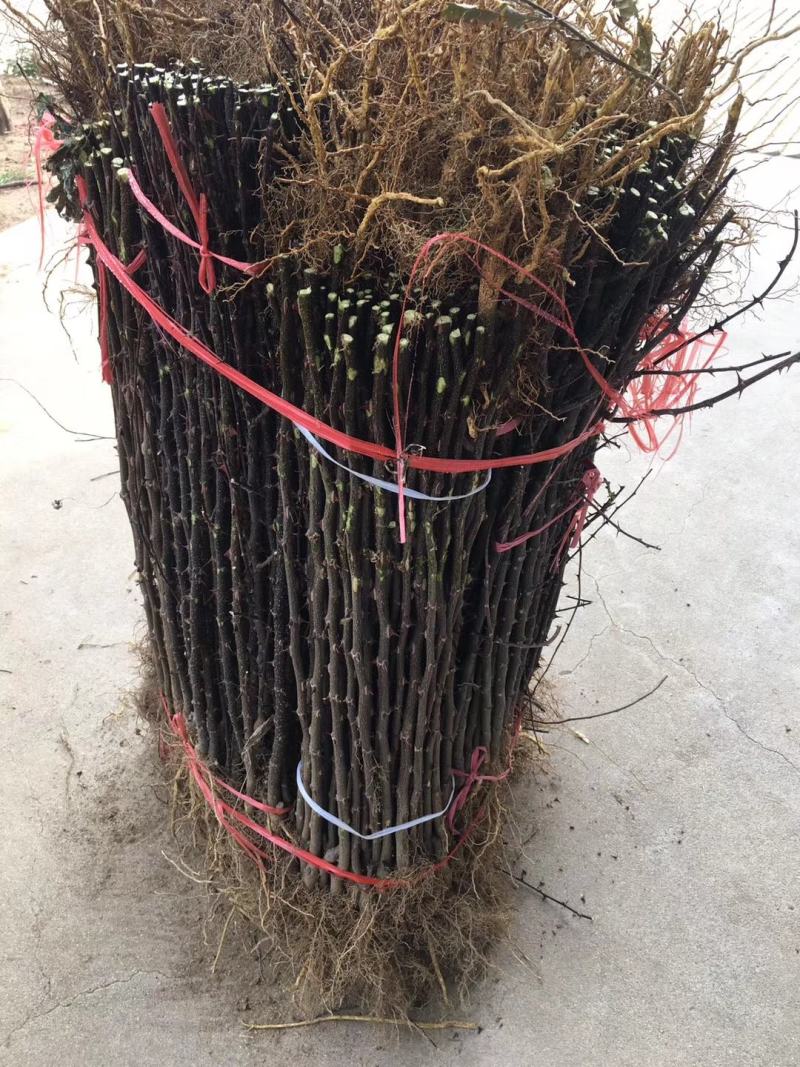花椒苗一年大红袍花椒苗狮子花椒苗自产自销保湿邮寄