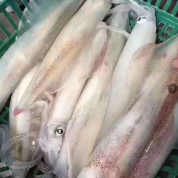 海钓鱿鱼钓口鱿鱼大管可一件代发招社区团长