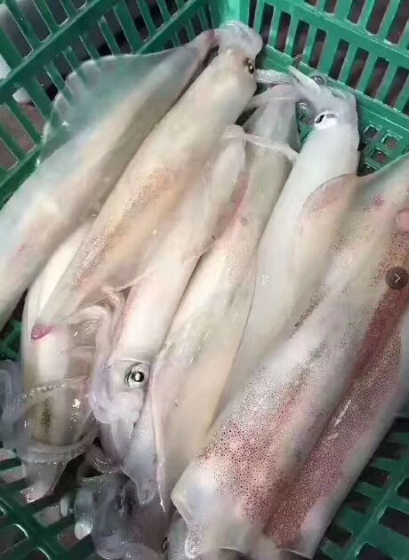 海钓鱿鱼钓口鱿鱼大管可一件代发招社区团长
