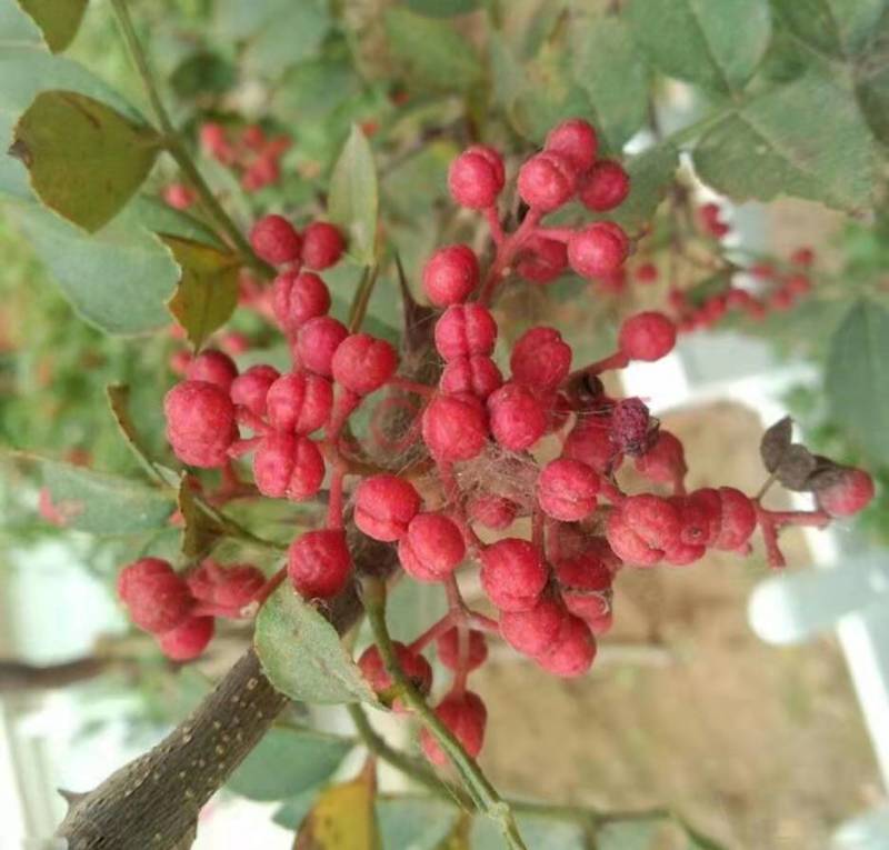 花椒苗大红袍花椒苗育苗基地无刺花椒苗基地
